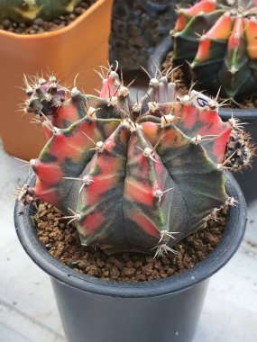 Bir jimnastik salonu kaktüsü, kırmızı ve yeşil tencerede çok güzel zıtlaşır..