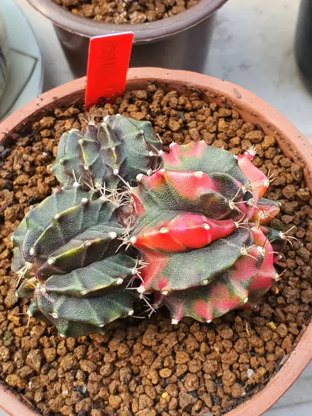 stock image Cacti of the Gymnocalycium species form small clusters of green and red in pots.