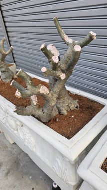 Dekoratif bir ekicinin budanmış ağaç dallarının yakından görüntüsü, kentsel bahçe estetiğini gözler önüne seriyor. Bahçe, doğa ve tasarıma odaklı projeler için ideal.