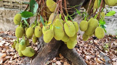 Ağaçtan sarkan parlak yeşil bir meyve kümesi. Etrafı yapraklarla çevrili. Bu resim tropikal bahçelerin gür güzelliğini ve meyvelerin zengin dokusunu gözler önüne seriyor..