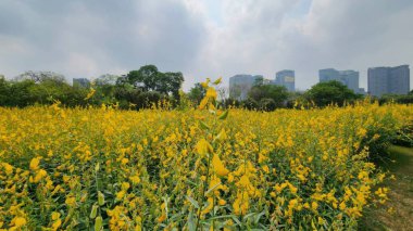Modern bir şehir siluetine karşı kurulan canlı sarı çiçek tarlası doğa ve şehir yaşamı arasındaki zıtlığı, güzelliği ve büyümeyi sembolize eder..