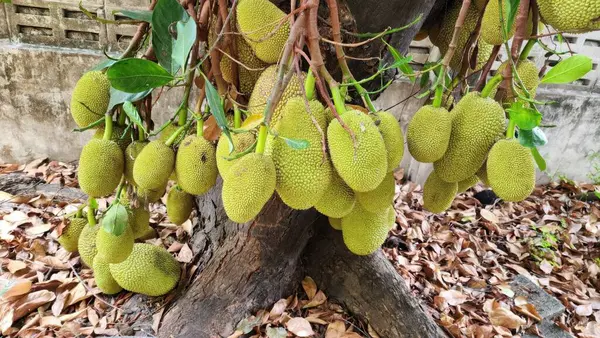 Ağaçtan sarkan parlak yeşil bir meyve kümesi. Etrafı yapraklarla çevrili. Bu resim tropikal bahçelerin gür güzelliğini ve meyvelerin zengin dokusunu gözler önüne seriyor..
