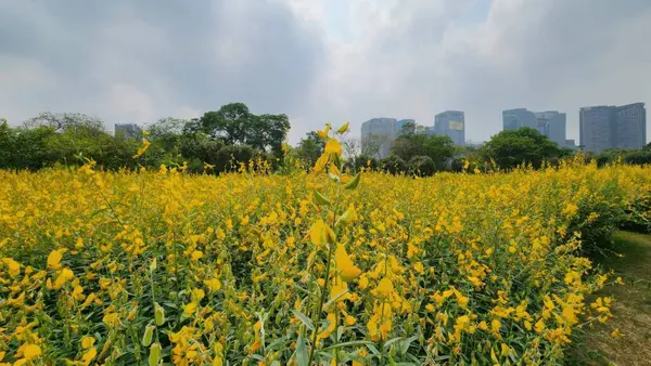 Modern bir şehir siluetine karşı kurulan canlı sarı çiçek tarlası doğa ve şehir yaşamı arasındaki zıtlığı, güzelliği ve büyümeyi sembolize eder..