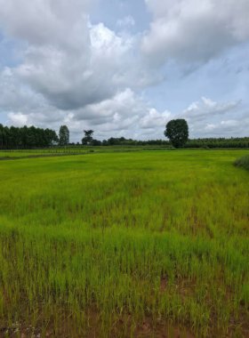 Canlı bir yeşil pirinç tarlası bulutlu bir gökyüzünün altında uzanıyor, doğanın güzelliğini ve tarım manzarasını gözler önüne seriyor. Büyüme ve barış temaları için mükemmel.