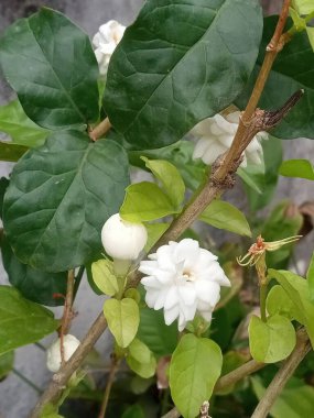 Yeşillik yapraklarla çevrili beyaz çiçeklerin güzelliğini keşfedin. Bu yakın plan huzurlu bir bahçe ortamında doğanın özünü yakalar..