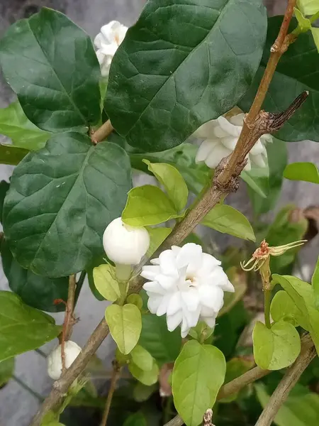 Yeşillik yapraklarla çevrili beyaz çiçeklerin güzelliğini keşfedin. Bu yakın plan huzurlu bir bahçe ortamında doğanın özünü yakalar..