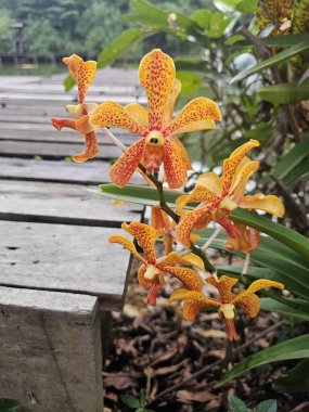 Yeşillik yeşilliklerle çevrili canlı turuncu orkide çiçeklerinin büyüleyici yakın çekimi. Bu çarpıcı çiçek aranjmanı doğanın güzelliğini yakalar, botanik temalara odaklanmış herhangi bir tasarım veya projeyi geliştirmek için mükemmeldir..