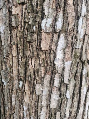 Bu yakın plan görüntüde ağaç kabuğunun karmaşık dokusu ve doğal desenleri, toprak tonlarını ve doğada bulunan organik detayları vurguluyor..