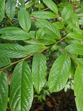 Verimli yeşil yaprakların detaylı yakın çekimi zengin dokular ve canlı renkler sergiliyor. Doğa ve botanik temalar için mükemmel, tazelik ve canlılık vurgulanıyor.
