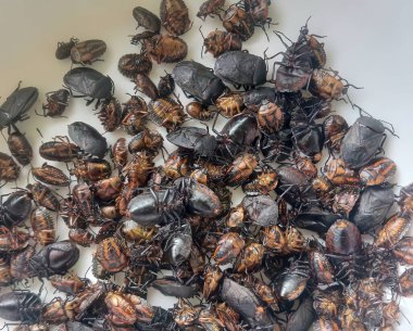 Yenilebilir Böceklerin Türü Kızarmış ve Çiğ Böcekler