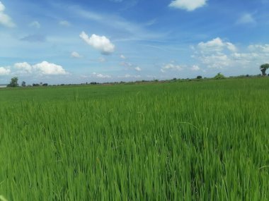 Canlı yeşil pirinç tarlası, parlak mavi bir gökyüzünün altında kabarık bulutlarla süslenerek kırsal tarım ve doğanın güzelliğini gözler önüne seriyor..