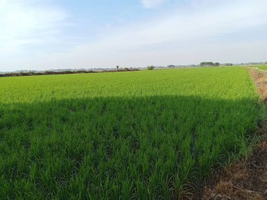 Parlak yeşil pirinç tarlaları berrak bir gökyüzü altında uzanıyor, kırsal tarım ve doğanın cömertliğini gözler önüne seriyor. Çiftçilik meraklıları için mükemmel bir manzara..