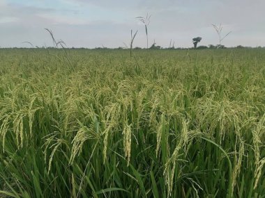 Alacakaranlıkta güzel bir pirinç tarlası. Bol miktarda yeşil sapları hasat için hazır. Sahne, doğanın dinginliğini ve tarımın güzelliğini yakalıyor..