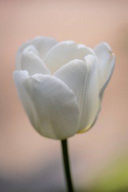 white tulip in extreme close-up clipart