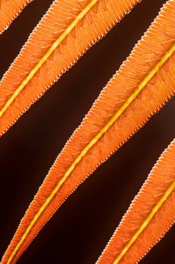 Close-up underside of a young orange fern leaf show venation textures within the leaf against black blurred in the background.