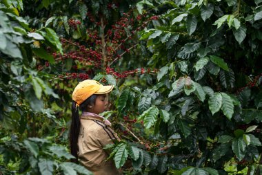 Pakse, Laos - 27 Ekim 2010: Tanımlanamayan Laos kızı kahve çiftliğindeki bir bitkiden kahve böğürtlen topluyor. Şampanya..
