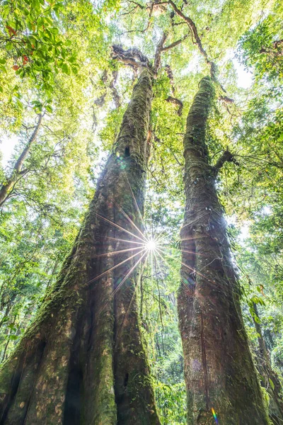 在热带雨林的几棵大树的底部 日出通过树枝照射在树干上生长的绿色苔藓上 — 图库照片