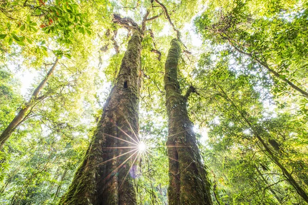 Вид Знизу Пару Великих Дерев Тропічному Лісі Схід Сонця Світить — стокове фото