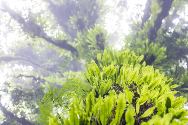 Alsó Nézet Egy Ősi Himalája Erdőben Esős Évszakban Zöld Növények — Stock Fotó