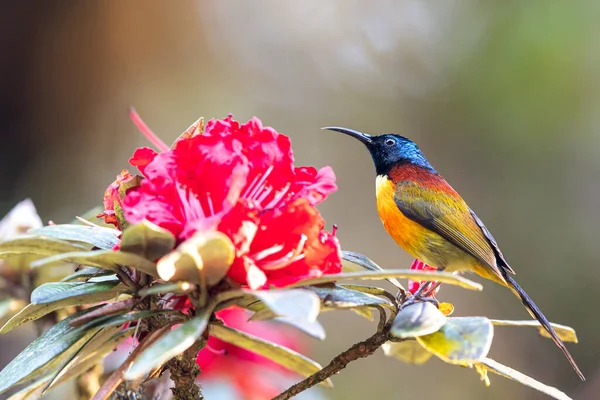 Yeşil kuyruklu bir güneş kuşunun kırmızı bir Rhododendron çiçeğiyle beslendiği yakın plan Tayland, Doi Inthanon 'a özgü bir türdür..