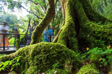 Tourists walk on the boardwalk past the big tree, blooming Impatiens longiloba Craib flowers near the roots. Cloud Forest, Doi Inthanon National Park, Thailand.