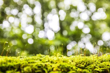 Orman zemininde yetişen yosun, liken ve yeşil bitkilerin yakın çekim görüntüleri, arka planda bokeh bulanıklığı olan yumuşak yeşil bitkiler. Yağmur mevsiminde Himalaya Ormanı.
