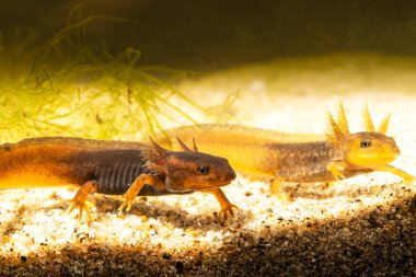 Close-up of two baby Himalayan newts or Himalayan salamanders showing external gills while spending their baby life in the water. clipart