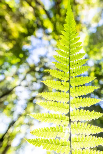 Bottom view of green fern leaves growing on forest ground, looking up view of sunrise shines through forest canopy down on fern leaves. Focus on a green leaf.