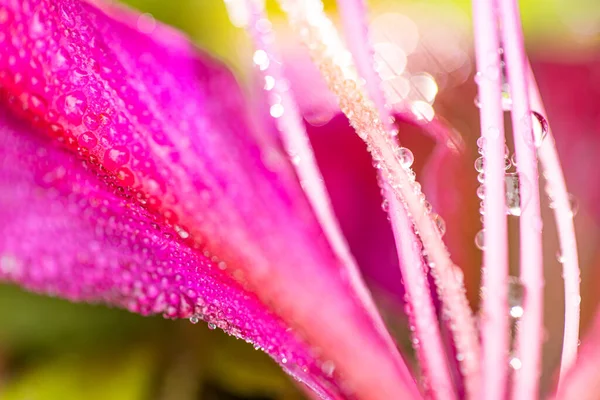 Крупним Планом Рожева Квітка Світиться Ранковою Росою Падає Пелюстки Пилок Стокове Зображення