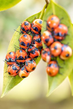 Kamelya kalkanı böceği sürüsü ya da çay yapraklarıyla beslenen çay tohumu böcekleri..