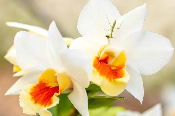 Close Louva Deus Banqueteando Inseto Desconhecido Uma Flor Orquídea Selvagem Fotografia De Stock
