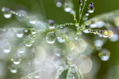Çimenlerde sallanan çiy damlalarının yakın çekimi, çiy tanelerinde parlayan gündoğumu yansıması, ve arka plan.