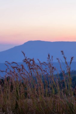 Gün batımında bir dağın manzarası, rüzgarda esen kamış çiçekleri arka planda günbatımı gökyüzüne karşı. Nam Nao, Tayland. Ön plana odaklan..