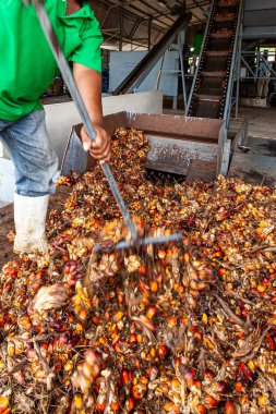 A farmer selects oil palm or palm oil fruits, seeds, or kernels at a local workplace. Motion blurred. clipart