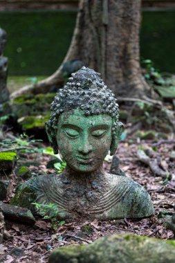 Eski Buda başları Wat Umong 'da yeşil yosunlarla kaplıdır. Genel olarak meditasyon merkezi olarak bilinir. Chiang Mai, Tayland.
