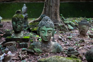 Eski Buda başları Wat Umong 'da yeşil yosunlarla kaplıdır. Genel olarak meditasyon merkezi olarak bilinir. Chiang Mai, Tayland.