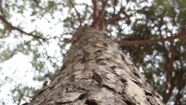 Кора Сосни Сосновому Дереві — стокове відео