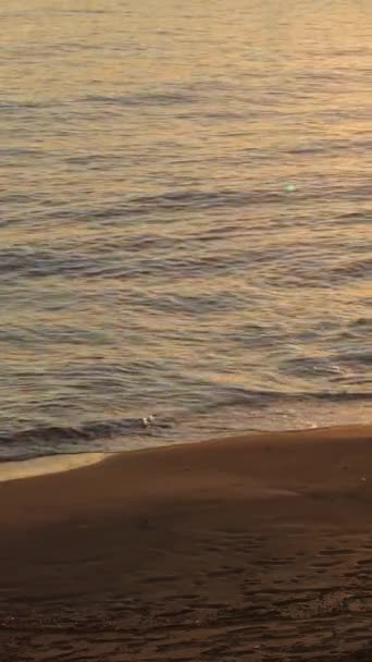 Calm Waves Arriving Beach Sunset Vertical — Video Stock