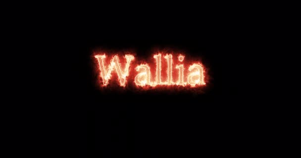 Wallia King Visigoths Written Fire Loop — Stockvideo