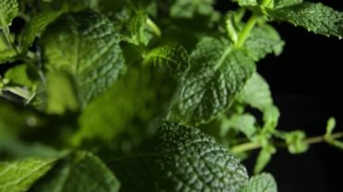 Green peppermint leaves in a plant