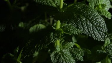 Green leaves in a peppermint plant