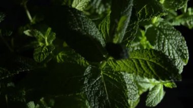 Green leaves of peppermint plant gyrating
