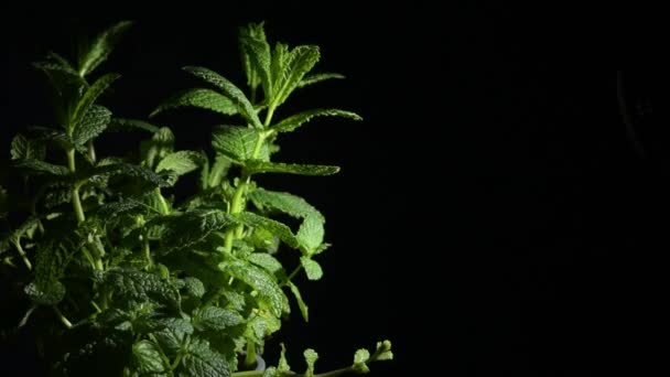 Πράσινο Φύλλο Φυτού Μέντας Κλαδί — Αρχείο Βίντεο