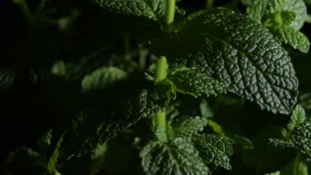 Πράσινα Φύλλα Ένα Φυτό Μέντας — Αρχείο Βίντεο