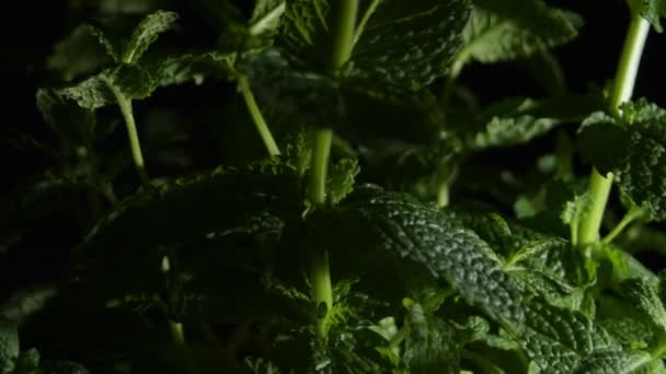 Gyrating Φυτού Μέντας Μαύρο Φόντο — Αρχείο Βίντεο