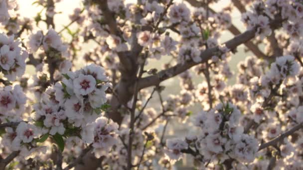 Drzewo Migdałowe Kwiatami Zachodzie Słońca — Wideo stockowe