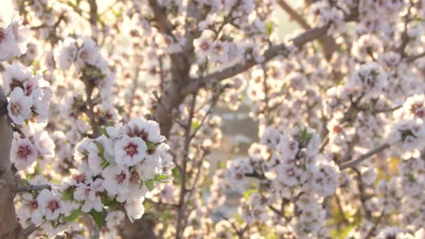 Blossoms Cabang Almond Saat Matahari Terbenam — Stok Video