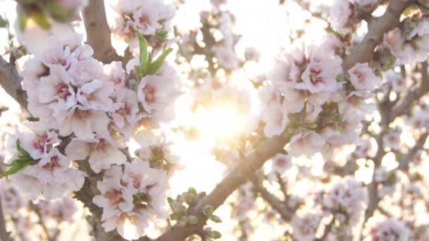Almond Blossom Almond Branch Sunset — Stock Video