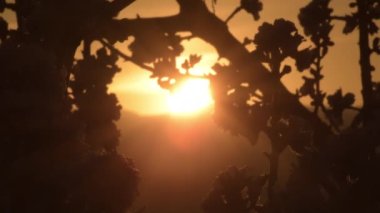 Badem ağacı dalları arasında gün batımı