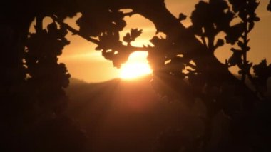 Badem ağacı dalları arasında gün batımı